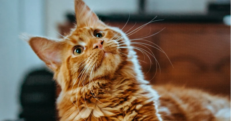 Secretele pisicilor. Cum au reușit aceste feline grațioase să ne subjuge de-a lungul istoriei?